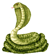 sn_cob.gif (16359 bytes)