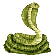 sn_cobb.gif (22426 bytes)